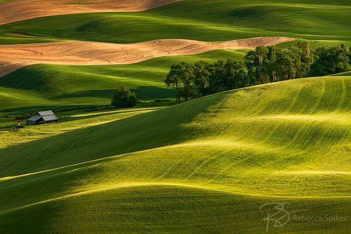 Late-day light casts long shadows across the velvety hills of the Palouse prairie in Washington.