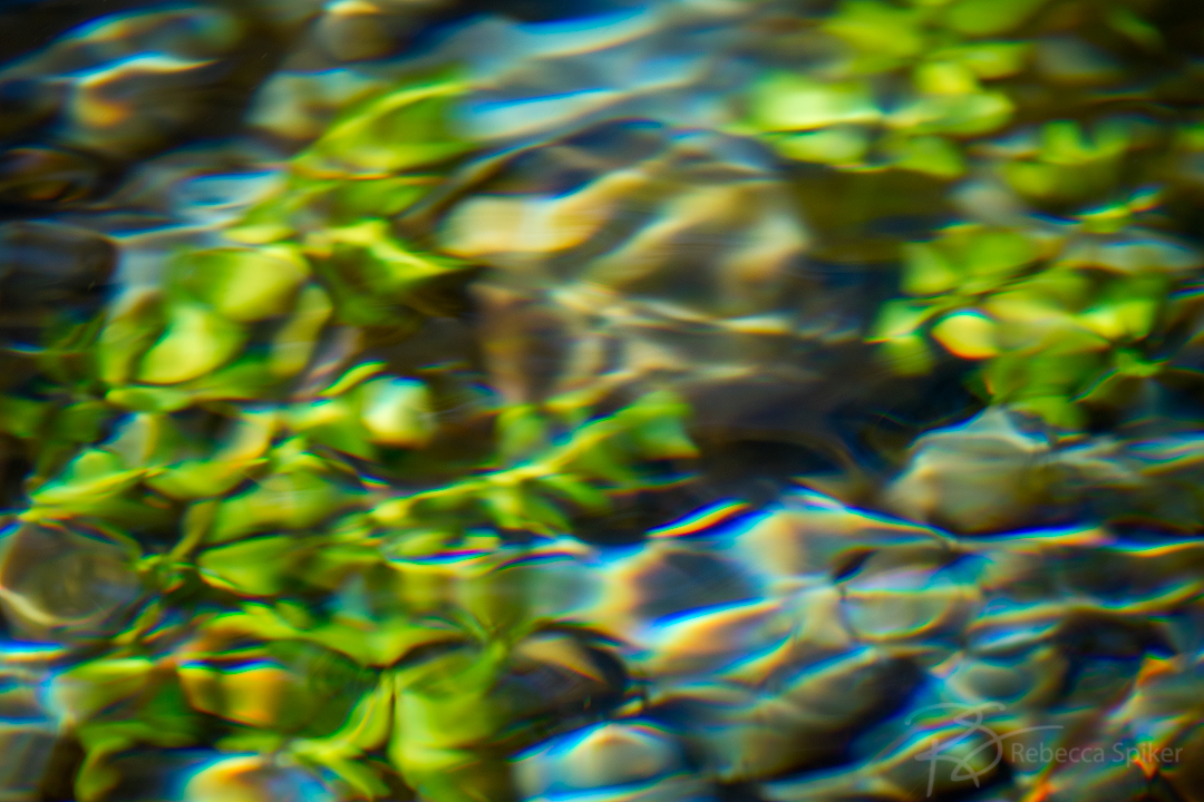 Stones and aquatic vegetation in a crystal clear stream.