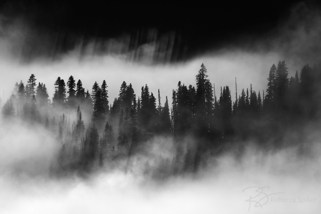 Crepuscular rays shine through the trees and low-lying fog at Mount Rainier National Park