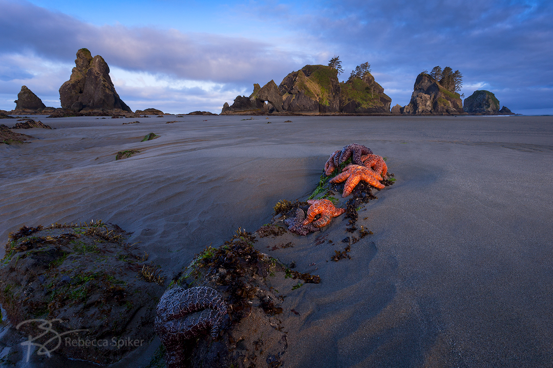 An extremely low tide at dawn reveals an expanse of the intertidal zone and its inhabitants at Olympic National Park's Point of Arches.