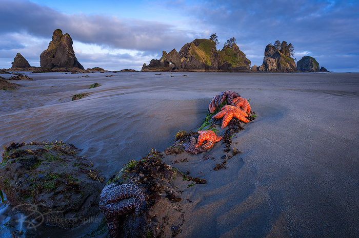 An extremely low tide at dawn reveals an expanse of the intertidal zone and its inhabitants at Olympic National Park's Point of Arches.